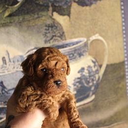 Rosco - Red  male Poodle puppy in Pottersville, Missouri from Christina Miller's Poodles