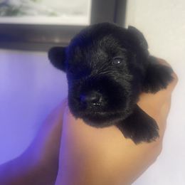 Luna - Black female Miniature Schnauzer puppy in Upland, California from Rising Minis of Upland