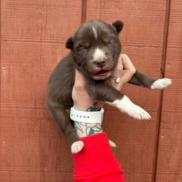 Red - Red and white male Siberian Husky puppy in Jonesborough, Tennessee from Dry Creek Siberians