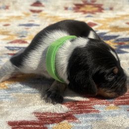 Scout - Blue ticked and tan male Bluetick Coonhound puppy in Mount Pleasant, Texas from Harmons Hounds