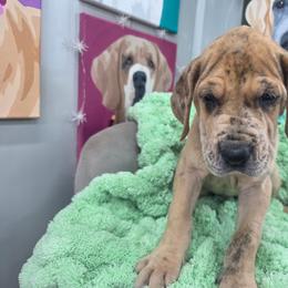Ouiser - Merle female Great Dane puppy in Granby, Missouri from HCR Great Danes