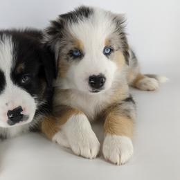 Australian Shepherd Puppies from MilkyWay Aussies with Tails