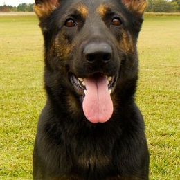 German Shepherds from Hall’s Shepherds