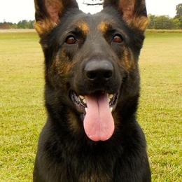 German Shepherds from Hall’s Shepherds