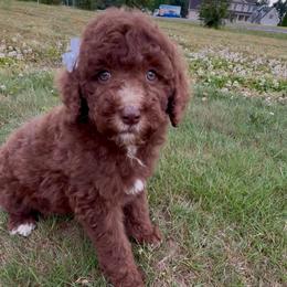 Sleepy - Brown and white female Aussiedoodle puppy in Denton, Maryland from Royal Conron Doodles