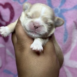 Ckc Reign - Cream and white female Shih Tzu puppy in Roseville, Michigan from Diamond Paws LLC