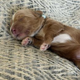 Baby boy Blue has his own genetic test - Red  male Goldendoodle puppy in St. George, Utah from Dashing Doodle Pups