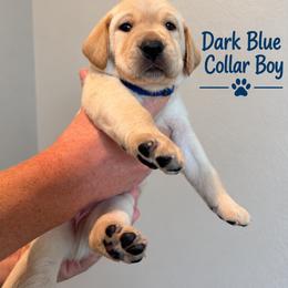 Dark Blue Collar Boy - Yellow male Labrador Retriever puppy in Las Vegas, Nevada from Lucky Labrador Retrievers