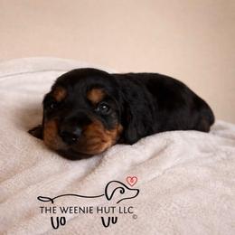 Lady Bay - Chocolate and tan female Dachshund puppy in Crandall, Texas from The Weenie Hut LLC