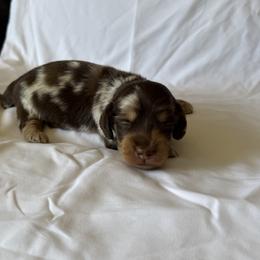 Cocoa - Dapple male Dachshund puppy in Perris, California from Doxie_pupps