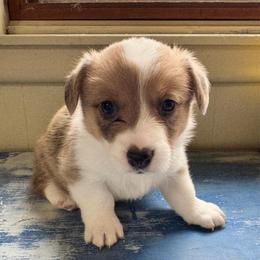 Chyna - Sable female Pembroke Welsh Corgi puppy in Casper, Wyoming from Flying Note Shorties
