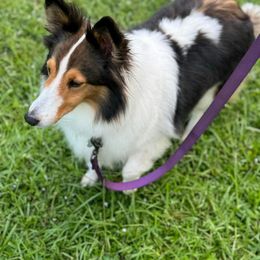 Stella - Shetland Sheepdog