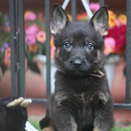 Vito - Black and tan male German Shepherd puppy in Philippi, West Virginia from Vom Haus Highlands