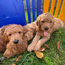 Goldendoodles from Darling Doodles