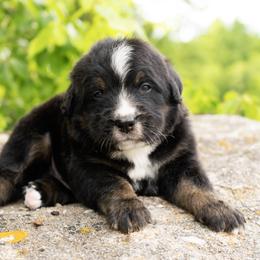 Lucian - Tri-color male Bernedoodle puppy in Pulaski, Tennessee from My Fair Doodles