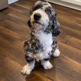 Tugaloo - Sheepadoodle