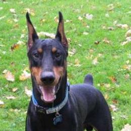 Doberman Pinschers from Quartet Dobermans