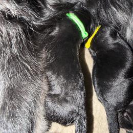 Neon Green Male - Black male German Shepherd puppy in Saratoga Springs, Utah from Vom Stille Teufelshunde Kennels