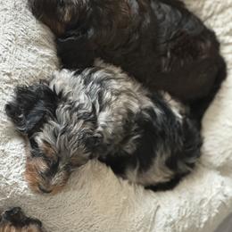 Bernedoodle, Cockapoo, and Goldendoodle Puppies from Avery Doodle Day LLC
