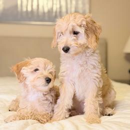 Hermoine (Green Collar) - Apricot female Goldendoodle puppy in Portland, Oregon from Smith Family Doodles