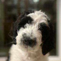 Bernedoodles from Ball-Y-Hoo Bernedoodles