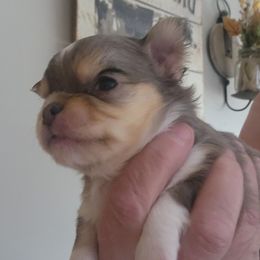 Richie - Merle male Chihuahua puppy in Tremonten, Utah from Qu-Te's Chihuahuas