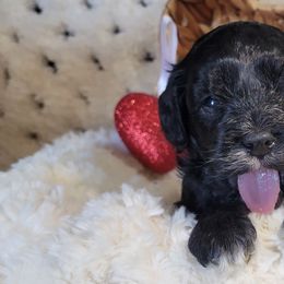Aussiedoodle, Cavapoo, and Poodle Puppies from B&M Cottonwood Canines