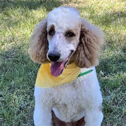 Spot - Goldendoodle