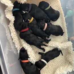 Portuguese Water Dog Puppies from Up A Creek Kennels