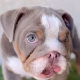 Bulldogs from Socal G Bulldogs