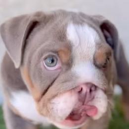 Bulldogs from Socal G Bulldogs