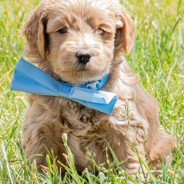 O'Henry - Apricot male Goldendoodle puppy in Roy, Utah from Doodles are Amazing