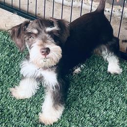 Ms. Pink - Liver female Miniature Schnauzer puppy in Pensacola, Florida from Reservoir Dogs