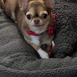 Dorris - Chihuahua