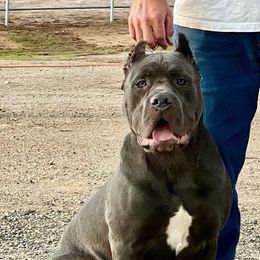 Cane Corso from S  Forty Ranch Cane Corso
