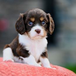 Happy - Chocolate male Cavalier King Charles Spaniel puppy in Sugarcreek, Ohio from Chocolate Cavalier
