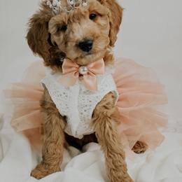 Donner - Red  female Goldendoodle puppy in Otisville, Michigan from Danie’s Darling Doodles LLC