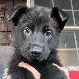 Grey Collar (Black) - Black male German Shepherd puppy in Kansas, Ottawa, Kansas from Import German Shepherds of Kansas