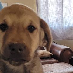 Chesapeake Bay Retrievers, Collies, and Nova Scotia Duck Tolling Retrievers from Dovecreek Chesapeake Bay retrievers