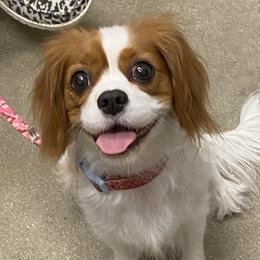 Lzzy - Cavalier King Charles Spaniel