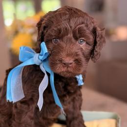 Atlas - Chocolate male Australian Labradoodle puppy in Citrus Heights, California from Elite Blend Labradoodles