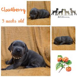 Cloudberry - Blue male Weimaraner puppy in Ferrum, Virginia from LAAT Weims