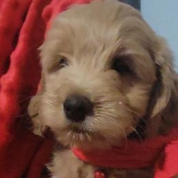 Goldendoodles from Little Doodle Pups
