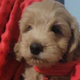 Goldendoodles from Little Doodle Pups