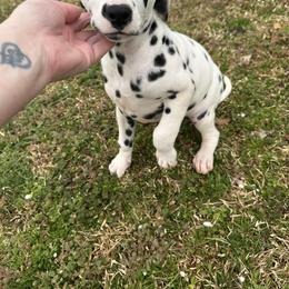 Dalmatian and Poodle Puppies from Cotton Top