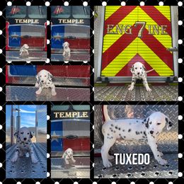 Boy 3 - White and black Dalmatian puppy in Waxahachie, Texas from Tiff’s Dalmatian Plantation