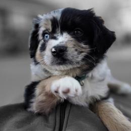 Miniature Australian Shepherds from Adina Enlow