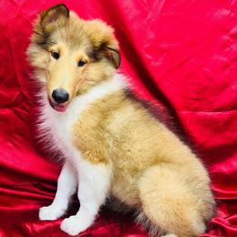 Gracie - Sable female Collie puppy in Groveland, Florida from Palmhaven Collies