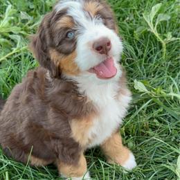 Andy free delivery - male Australian Mountain Doodle puppy in Cortez, Colorado from Sassy Pants Pups