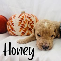 Honey - Cream female Goldendoodle puppy in Cedartown, Georgia from Loyal Doodles